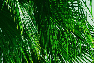 Green palm leaves background. Abstract green background from the texture of palm leaves