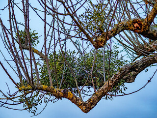 Misteln auf einem Baum im Winter