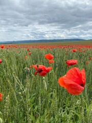 field of poppies