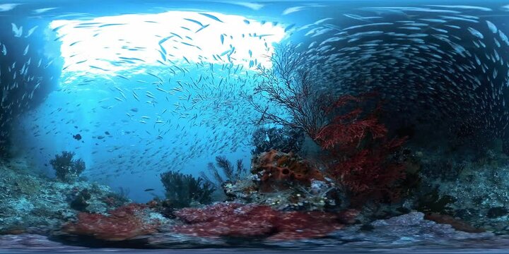 Spherical VR 360 degrees footage of the the coral reef with lots of fish
