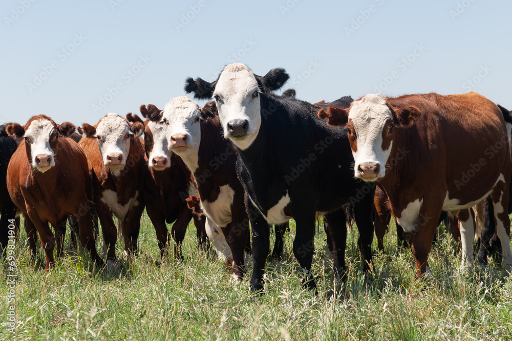 Wall mural Herd of cows