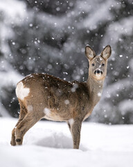 Roebuck in snowfall, roe deer in snowfall, winter forest - 699822364