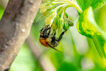 Close up on a bee collecting nectar from a flower © Andreea_Prodan