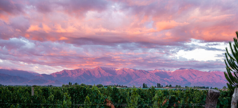 Vinyard in Medoza, Argentina
