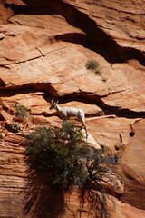 Rocky Mountain sheep  ( Ovis canadensis ) climbing