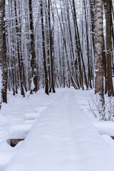 Snow covered trees in the forest in winter