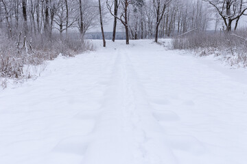 a snowy wooden boardwalk in a forest or swamp