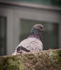 Close up of a bird