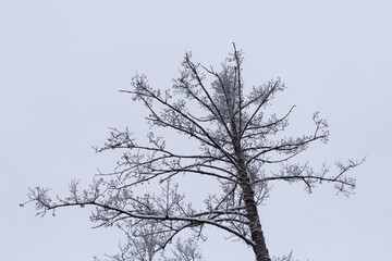 Fototapeta na wymiar snow covered tree branches during winter