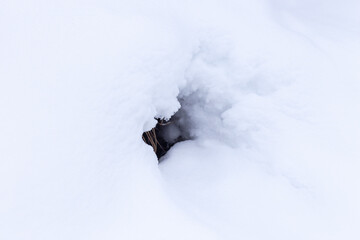 a small hole or cave in the snow