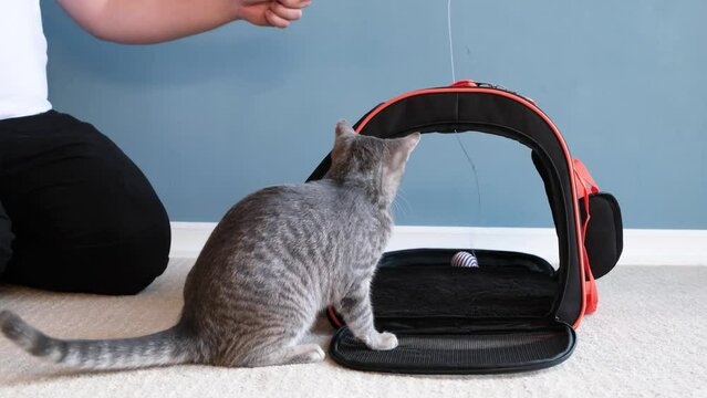 cat playing with pet carrier , owner training cat to be accustomed to pet carrier