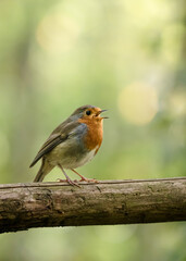 robin on a branch