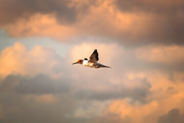 Gannet