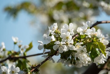 White cherry blossoms on branches, spring fruit tree bloom