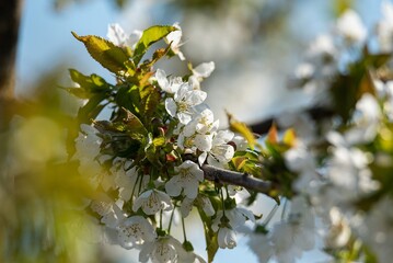 White cherry blossoms on branches, spring fruit tree bloom