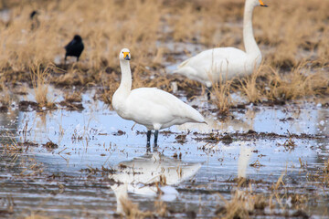 美しく大きなオオハクチョウ、コハクチョウ（カモ科）の群れ。

日本国茨城県水戸市、涸沼にて。
2023年12月24日撮影。

Flocks of beautiful and large Whooper Swan and Tundra swan (Cygnus cygnus, Cygnus columbianus family comprising ducks).

At Hinuma swamp,