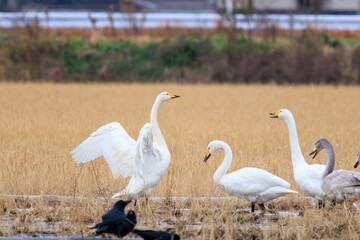 羽ばたく美しく大きなオオハクチョウ、コハクチョウ（カモ科）の群れ。

日本国茨城県水戸市、涸沼にて。
2023年12月24日撮影。

Flocks of beautiful and large Whooper Swan and Tundra swan (Cygnus cygnus, Cygnus columbianus family comprising ducks) in flapping wi