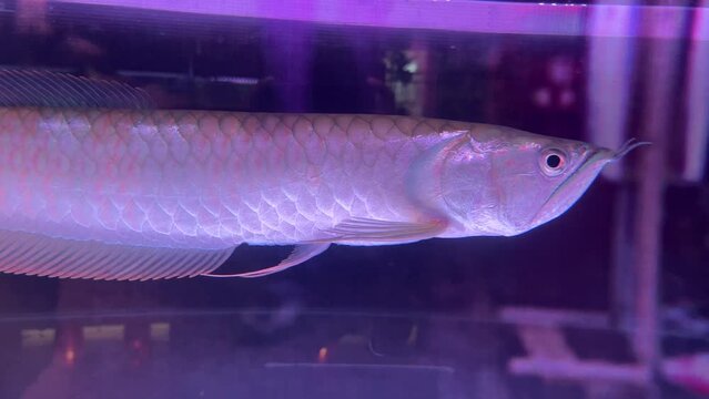 Asian Arowana, Dragonfish ,(Scleropages formosus), in a freshwater fish tank.