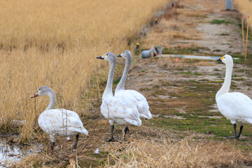 美しく大きなオオハクチョウ、コハクチョウ（カモ科）の群れ。

日本国茨城県水戸市、涸沼にて。
2023年12月24日撮影。

Flocks of beautiful and large Whooper Swan and Tundra swan (Cygnus cygnus, Cygnus columbianus family comprising ducks).

At Hinuma swamp,