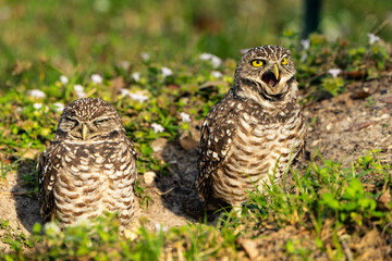 Burrowing Owl