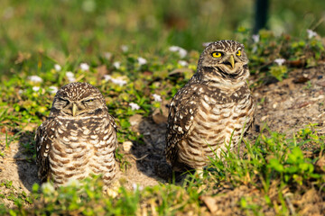 Burrowing Owl