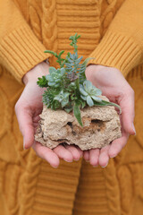 A close-up of succulent plants arrangement growing in a stone