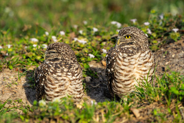 Burrowing Owl