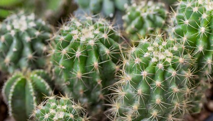 Naklejka na ściany i meble Macro photography of a green cactus with sharp spines, outdoors