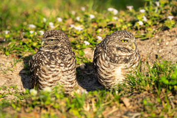 Burrowing Owl