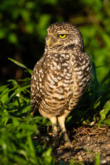 Burrowing Owl
