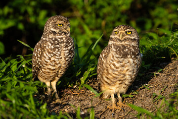Burrowing Owl