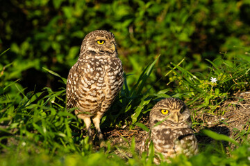Burrowing Owl