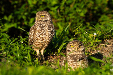 Burrowing Owl