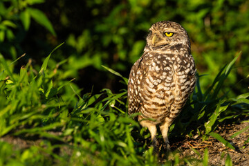 Burrowing Owl