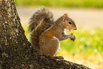 Squirrel Eating  nuts