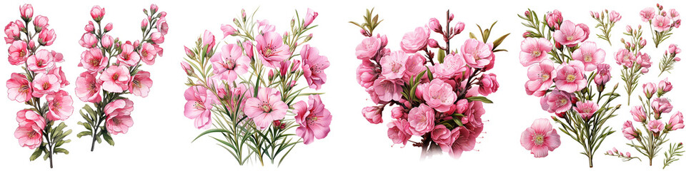 pink chamelaucium flowers and buds Hyperrealistic Highly Detailed Isolated On Transparent Background Png File