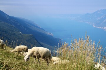 Fototapeta premium Lake garda, landscape with sheep