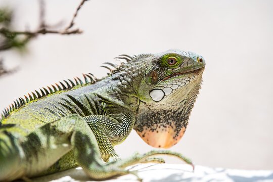 Bearded Dragon, Bonaire, Leeward Antilles