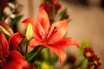 Red Lily in bouquet