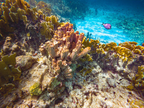 Tropical reef, Bonaire, Leeward Antilles