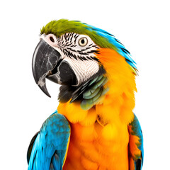 Naklejka premium Half body shot of a macaw bird in close up, Isolated on Transparent Background, PNG