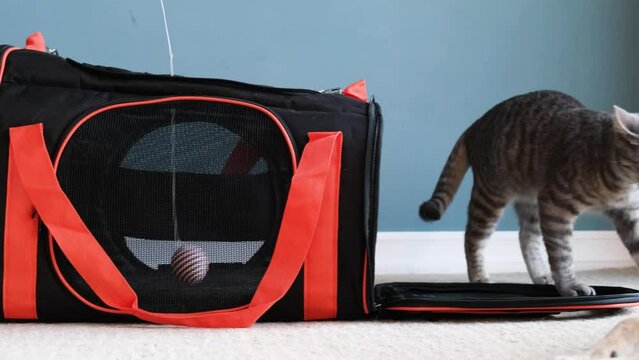 cat playing with pet carrier , owner training cat to be accustomed to pet carrier