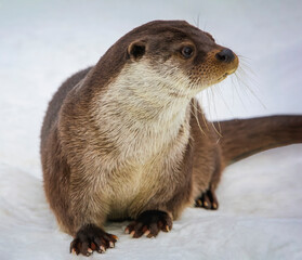 European river otter is semi-aquatic predatory mammal from the family of martens on snow-covered...