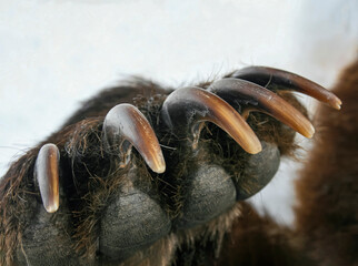 Long sharp claws of brown bear on the right front paw.