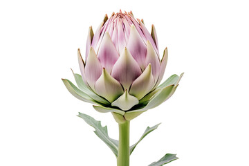 Fresh Whole Artichoke Flower | Isolated on Transparent & White Background | PNG File with Transparency