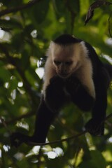 Mono en arboles