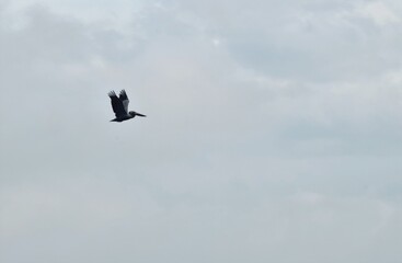 Ave en el cielo
