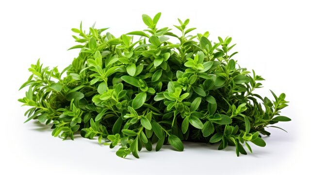  a bush of green leaves on a white background with a clipping path to the top of the bush to the bottom of the bush.