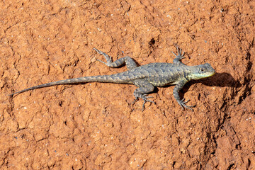 Lizard typical of the Brazilian Biome Cerrado also know as Calango or Largatixa. Species Tropiduros oreadicus. Animal world. Nature.