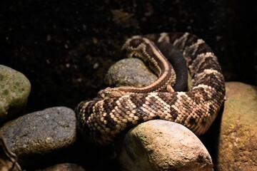 Obraz premium Snake - culebras